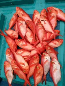 2017年6月29日の釣果・お知らせの写真 3