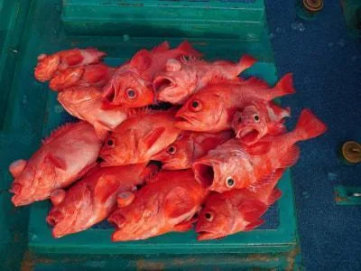 2022年3月20日の釣果・お知らせの写真 8