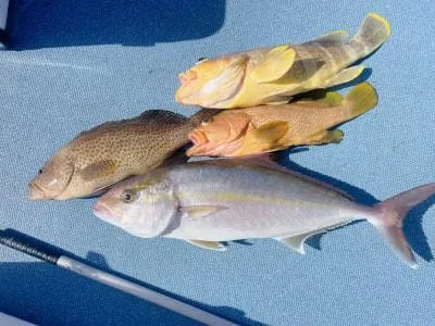 2026年1月26日の釣果・お知らせの写真 8