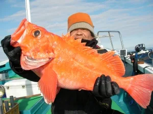 2012年1月8日の釣果・お知らせの写真 2