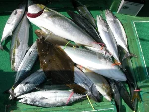 2010年10月15日の釣果・お知らせの写真 4
