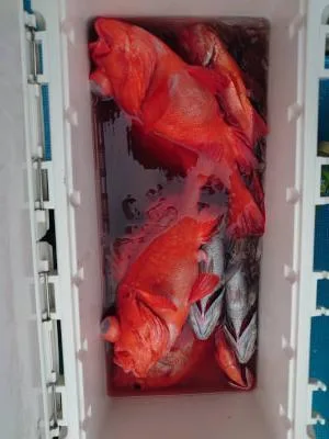 2023年9月23日の釣果・お知らせの写真 8