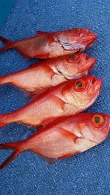 2018年5月14日の釣果・お知らせの写真 2