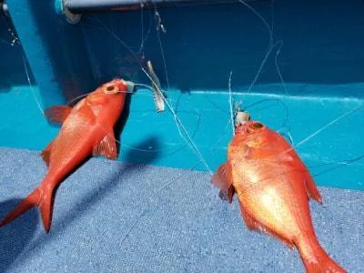 2021年6月6日の釣果・お知らせの写真 9