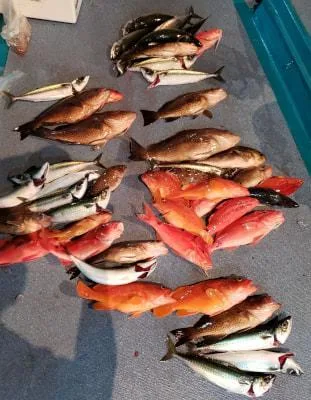 2021年7月5日の釣果・お知らせの写真 10