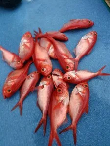 2017年6月30日の釣果・お知らせの写真