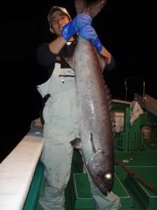 2007年11月26日の釣果・お知らせの写真 4