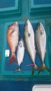 2014年7月23日の釣果・お知らせの写真 10