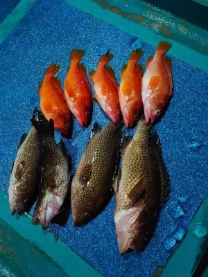 2022年10月22日の釣果・お知らせの写真 10