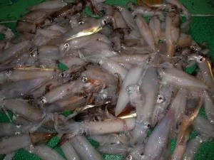 2008年7月6日の釣果・お知らせの写真 4