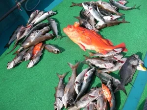2012年1月3日の釣果・お知らせの写真 3