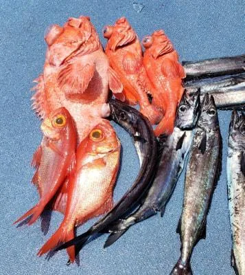 2021年6月25日の釣果・お知らせの写真