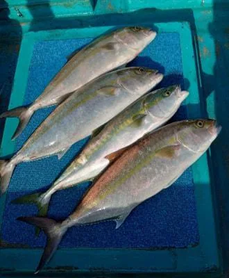 2023年1月2日の釣果・お知らせの写真 6