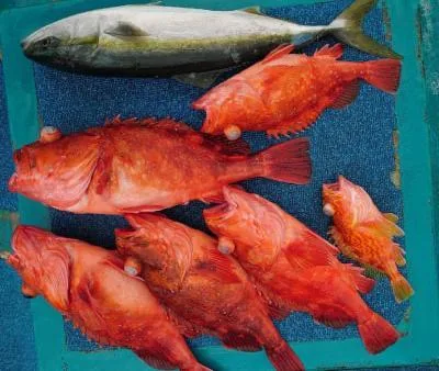 2022年3月13日の釣果・お知らせの写真 5