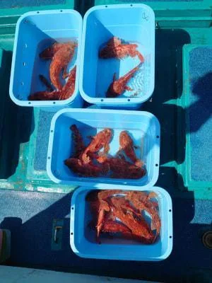 2021年4月25日の釣果・お知らせの写真 2
