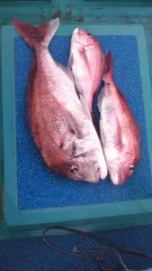 2012年6月28日の釣果・お知らせの写真 2