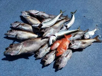 2020年3月18日の釣果・お知らせの写真 2
