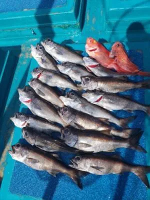 2022年2月18日の釣果・お知らせの写真 2