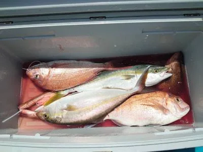 2023年8月24日の釣果・お知らせの写真 2