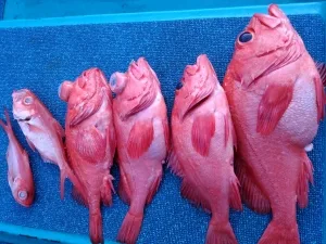 2017年5月20日の釣果・お知らせの写真 8