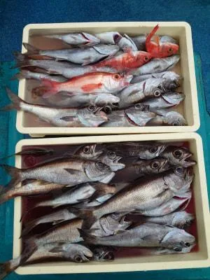 2021年3月16日の釣果・お知らせの写真 2