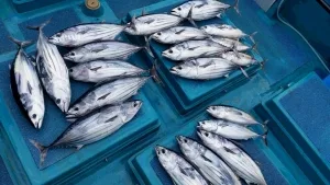 2016年8月25日の釣果・お知らせの写真 10