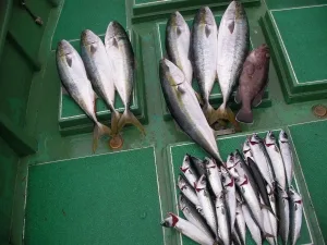 2010年3月31日の釣果・お知らせの写真 3