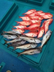 2016年3月9日の釣果・お知らせの写真 2