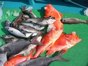 2012年1月3日の釣果・お知らせの写真 4