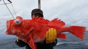 2017年11月22日の釣果・お知らせの写真 2