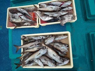 2021年5月7日の釣果・お知らせの写真