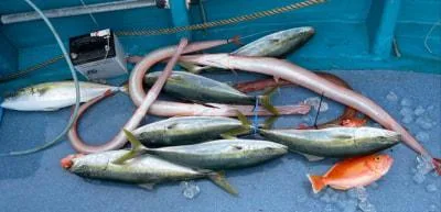 2021年11月18日の釣果・お知らせの写真 8