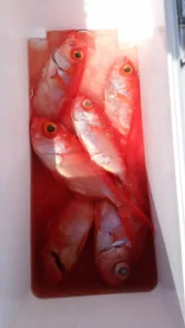 2018年1月14日の釣果・お知らせの写真 2