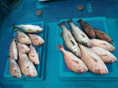 2023年8月17日の釣果・お知らせの写真 2
