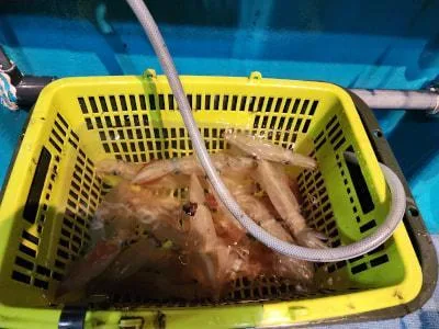 2023年6月14日の釣果・お知らせの写真 8