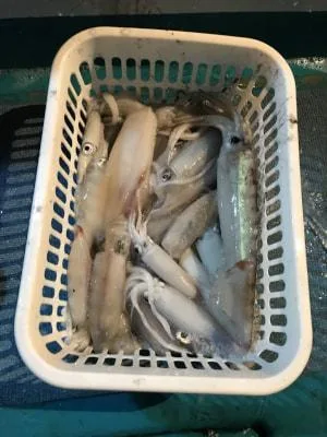 2018年8月29日の釣果・お知らせの写真 3