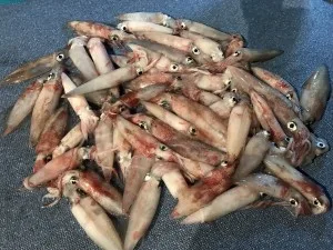 2017年7月28日の釣果・お知らせの写真 6
