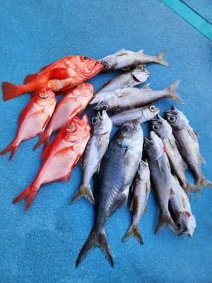 2024年12月11日の釣果・お知らせの写真 3