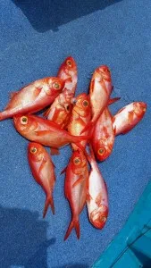 2017年7月10日の釣果・お知らせの写真 5