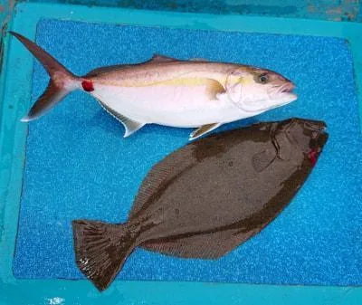 2021年6月5日の釣果・お知らせの写真 3