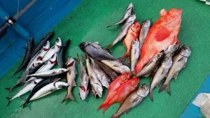 2016年1月2日の釣果・お知らせの写真 6
