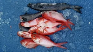 2017年5月1日の釣果・お知らせの写真 2