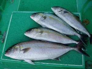 2006年5月3日の釣果・お知らせの写真 4