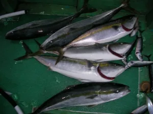 2010年10月31日の釣果・お知らせの写真 4
