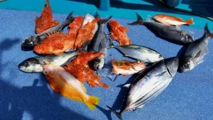 2016年9月17日の釣果・お知らせの写真 2