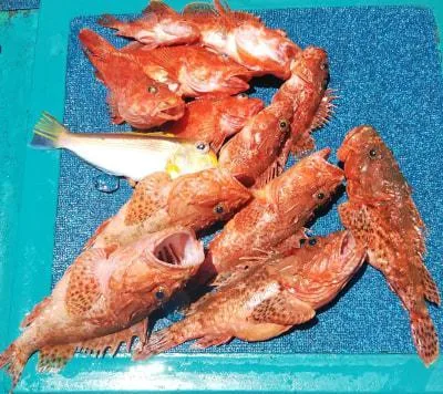 2019年5月23日の釣果・お知らせの写真 2