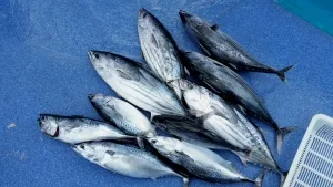 2016年9月2日の釣果・お知らせの写真