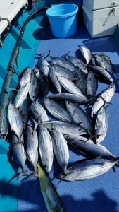 2016年8月28日の釣果・お知らせの写真 2