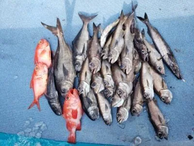 2021年7月15日の釣果・お知らせの写真 9