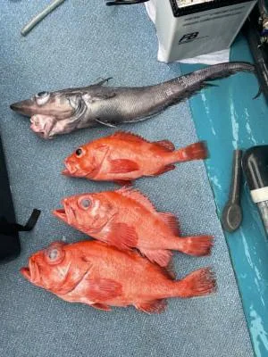 2022年3月13日の釣果・お知らせの写真 4